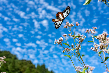渡をする蝶で知られるアサギマダラの舞う里