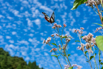 渡をする蝶で知られるアサギマダラの舞う里
