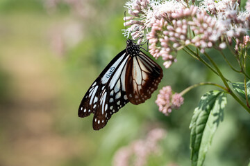 渡をする蝶で知られるアサギマダラの舞う里