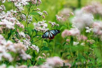 渡をする蝶で知られるアサギマダラの舞う里