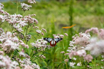 渡をする蝶で知られるアサギマダラの舞う里