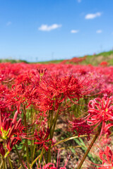青空の下で河川敷に咲き乱れる彼岸花