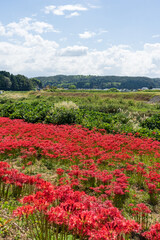 青空の下で河川敷に咲き乱れる彼岸花