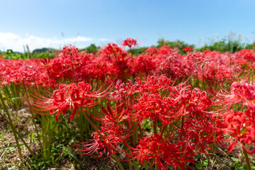 青空の下で河川敷に咲き乱れる彼岸花