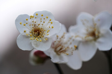 extreme close up white plum blossom flower. Macro of plum blossom