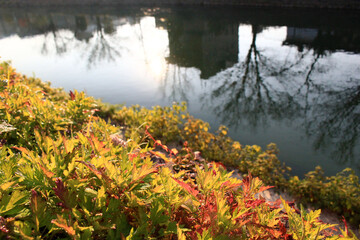 Fototapeta na wymiar 朝日の中、川に映る対岸の町のシルエット