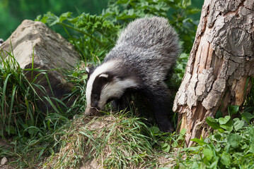 Obraz premium Young Badger (meles meles) in Woodland