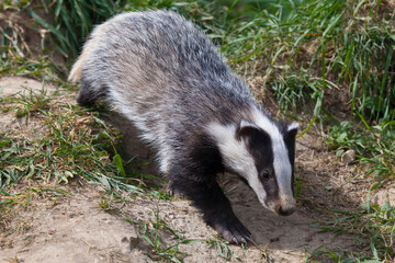 Young Badger (Meles meles) Trotting Through a Wood © Richard Hadfield