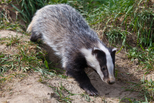Young Badger (Meles meles) Trotting Through a Wood