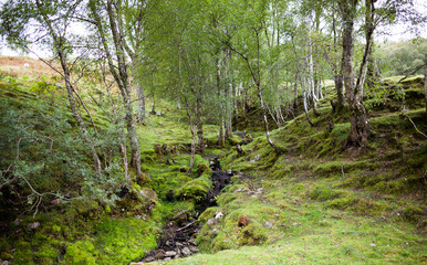 Ancient Birch Woodland Stream.  Taken near Glen Roy in the Scottish Highlands.