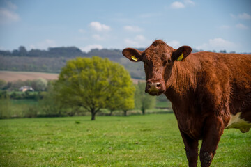 head shot of a brown dairy cow with a solitary beech tree as background