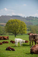 a small herd of brown and white cows and young calves with a single beech tree in the background 