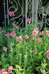 A group of oriental poppies against a green metal trellis.