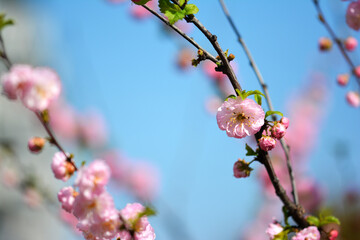 Gałązka z różowymi pękami wiosennych kwiatów na tle nieba. - obrazy, fototapety, plakaty