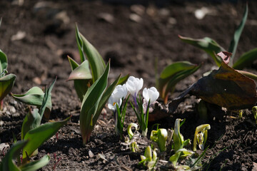 white spring crocus flowers