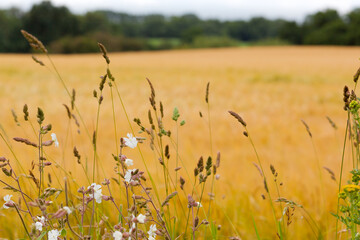 A Defocussed Golden Crop Field in Suffolk With Wild Flowers In Focus in the Foreground.  Depicting Nature coexisting with agrictulture.