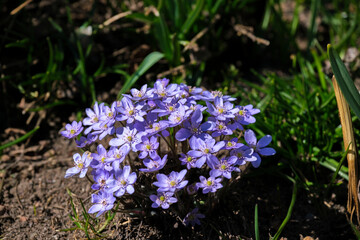 blue and white flowers