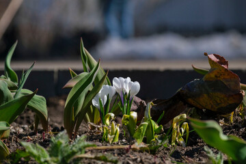 white spring crocus flowers