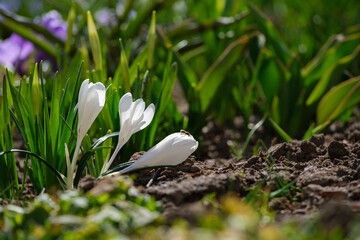 white spring crocus flowers