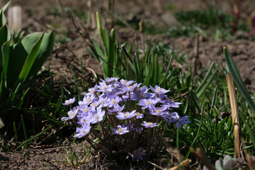 purple spring flowers