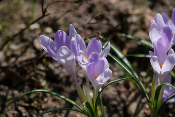 purple spring crocus flowers