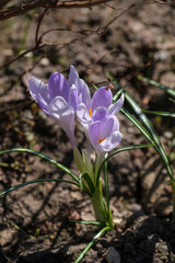 purple spring crocus flowers