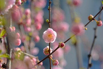 Gałązka z różowymi pękami wiosennych kwiatów na tle nieba.
