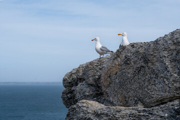 two seagulls on a rock with the sea in the background