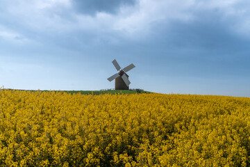 windmill in the background of a rapeseed field