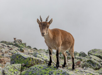 A female Gredos Ibex aka Western Spanish Ibex aka Western Iberian Ibex (capra pyrenaica victoriae).  Background showing the mountain dropping away and the cloud below.