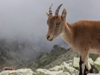 A closeup shot of a female Gredos Ibex aka Western Spanish Ibex aka Western Iberian Ibex (capra pyrenaica victoriae).  Nice background showing the mountain dropping away and the cloud below.