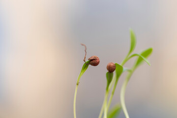 A sprout wearing a seed hat. the scene of germinating from a seed. sprouting vegetable seeds. sprouts and seeds.