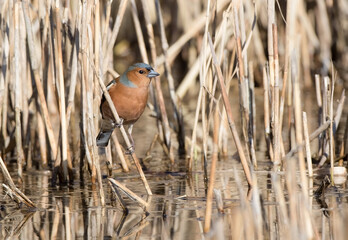 Male Chaffinch (Fringilla coelebs) on Reed Over Pool