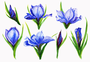 Watercolor plants set .Suitable for greeting cards,invitations,design works,crafts and hobbies