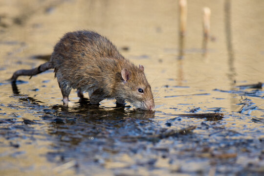 Brown Rat (rattus norvegicus) Eating in a Pond