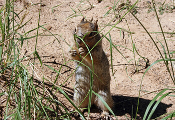 Rock squirrel sitting up and eating, Zion National Park Utah USA
