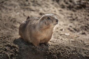 prairie dog on the ground