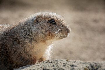 prairie dog looking