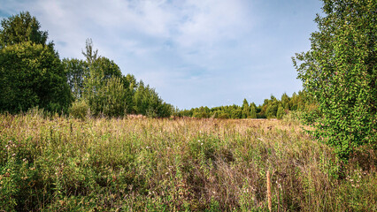 Fototapeta premium forest summer landscape