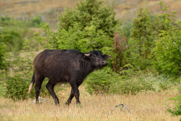 Domestic Water Buffalo - Bubalus arnee, large mammal from Euroasian swamps and grasslands, Eastern Rodope, Bulgaria.
