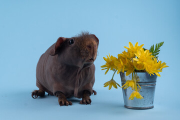 Guinea pig sits near a yellow bunch of flowers on a blue background