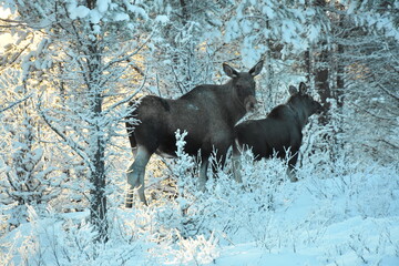 moose in the forest winter landscape swedish lapland