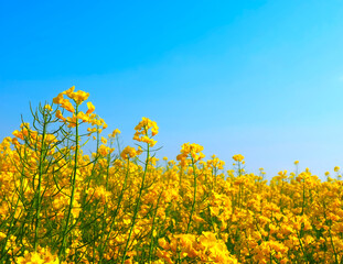 Obraz premium Yellow blooming rapeseed or canola field