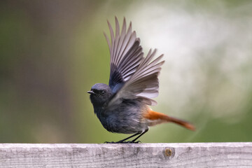 Kopciuszek łac. Phoenicurus ochruros z rozpostartymi skrzydłami siadający na pieńku. Fotografia z Biebrzańskiego Parku Narodowego. © PIOTR