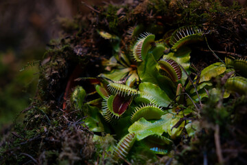 Close up on a predatory plant, Dionea Venus flytrap. Carnivorous plant. Selective focus, blurry bokeh background, copy space.
