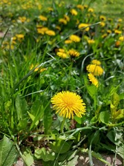 Dandelion in green grass. Spring time. Sunny day.
