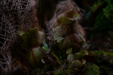 Close up on a Sarracenia plant on blurry bokeh background. Carnivorous plant - trumpet pitcher. Insectivorous plant that traps and eats insects. 
