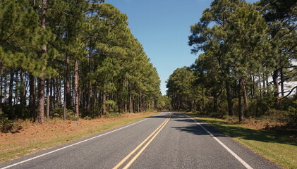 Road Lined with Tall Southern Pines on Sunny Day