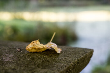 Herbstblatt