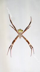 a large spider with long legs and a scary face hanging from a web on a white wall while looking at the camera in the outdoor garden